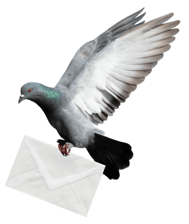 Pigeon carrying envelope